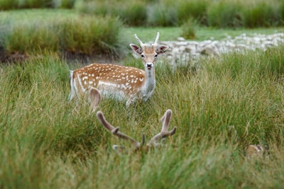 Green grass of brown and white deer during the day
